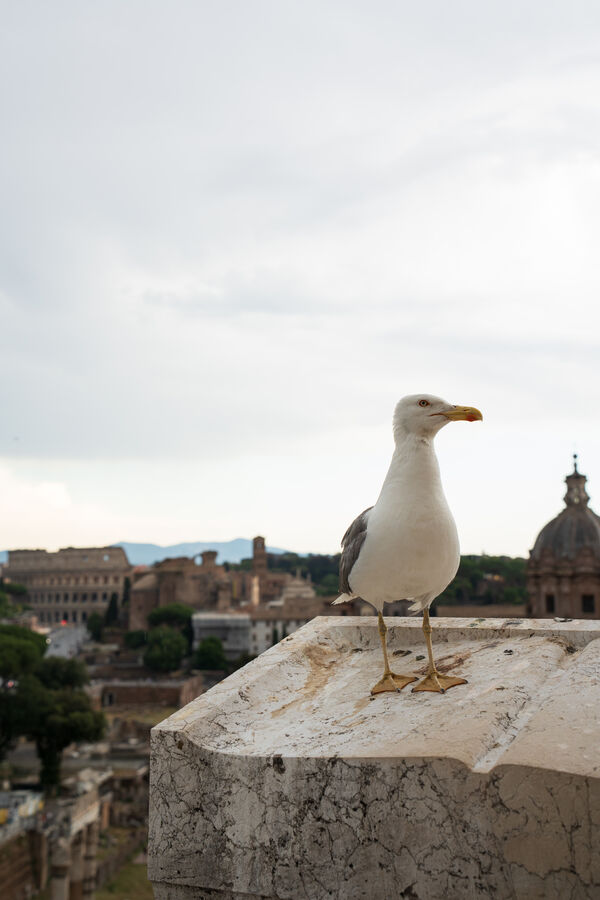 A gull standing on a stone wall above the rooftops of Rome