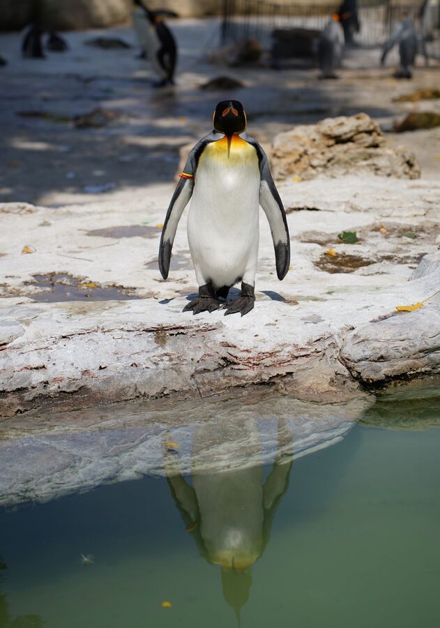 A king penguin standing at the edge of a pool